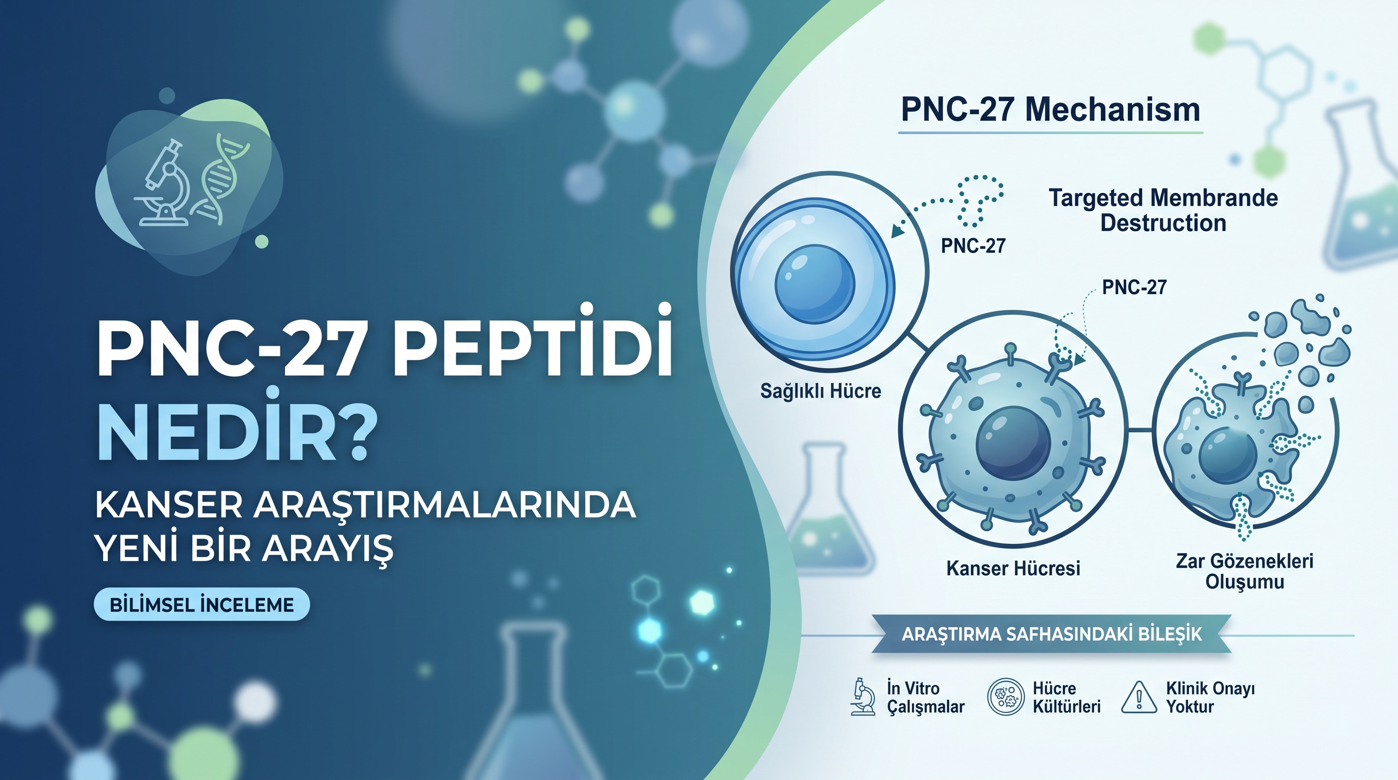 Kanser Araştırmalarında Yeni Bir Arayış: PNC-27 Peptidi Nedir?